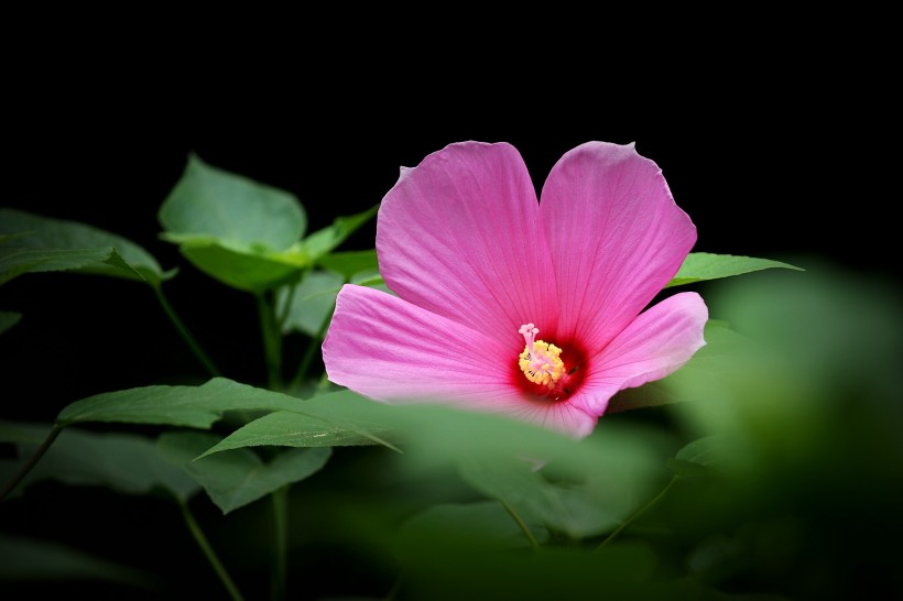 各种颜色的芙蓉花图片