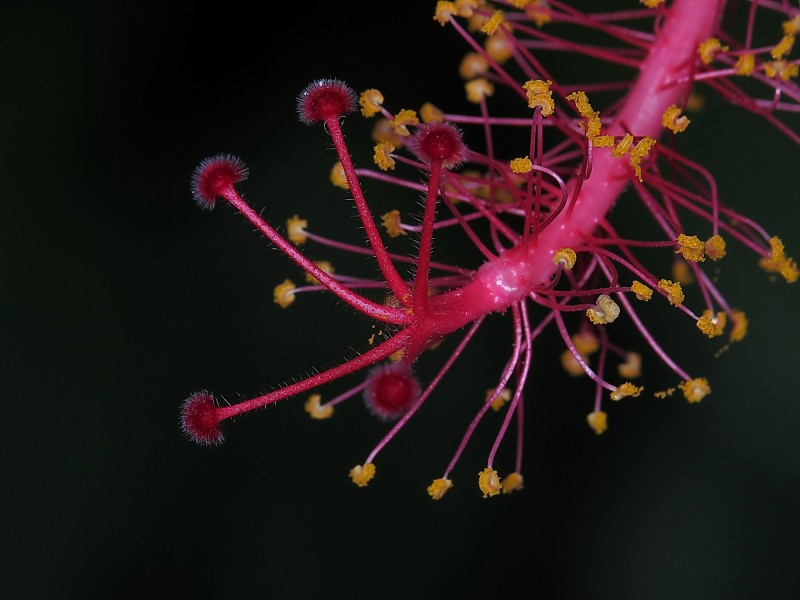 朱槿花蕊图片