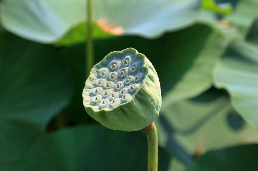 可药用的莲蓬图片