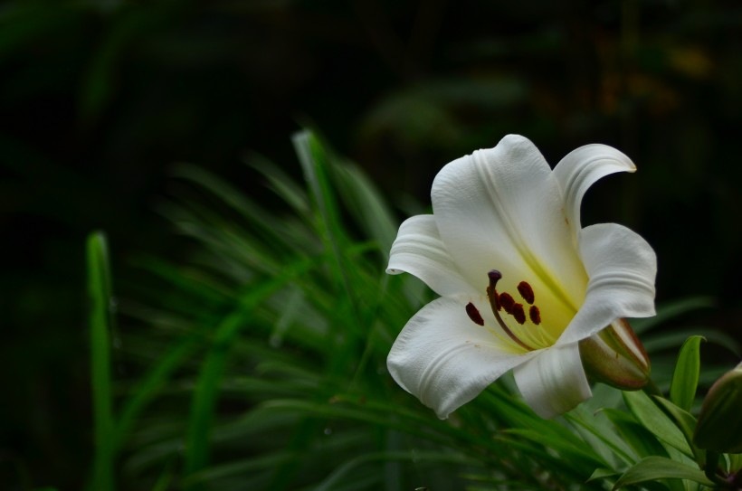 百合花圖片