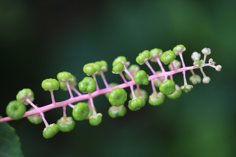 草本植物商路圖片