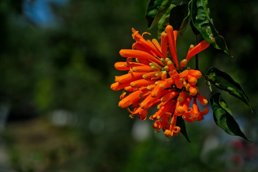 橙色炮杖花图片