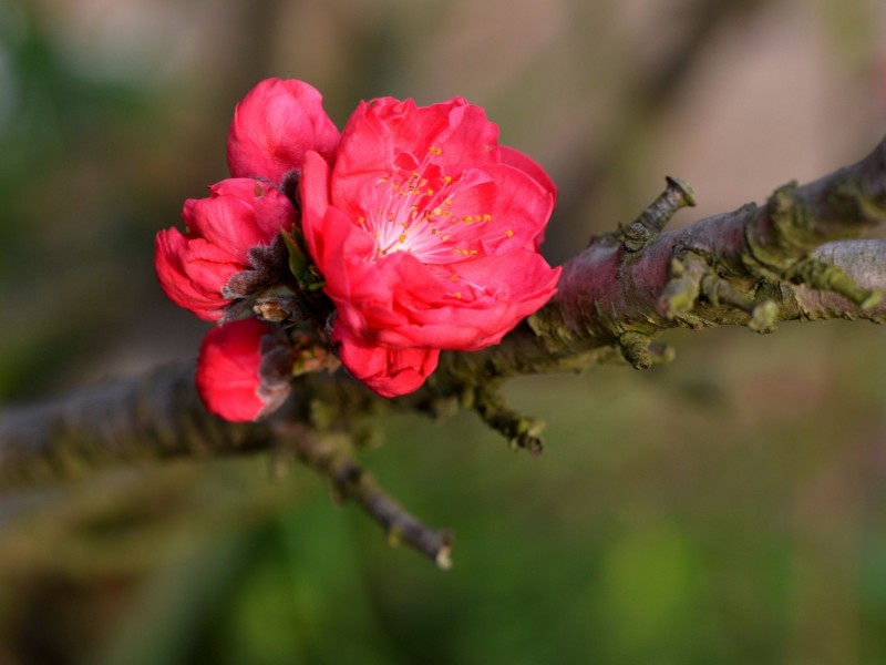 红色碧桃花图片