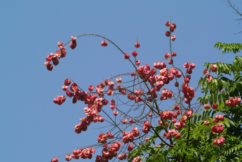 栾树花图片