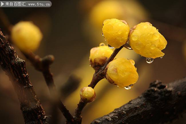 雨后含苞待放的腊梅花图片