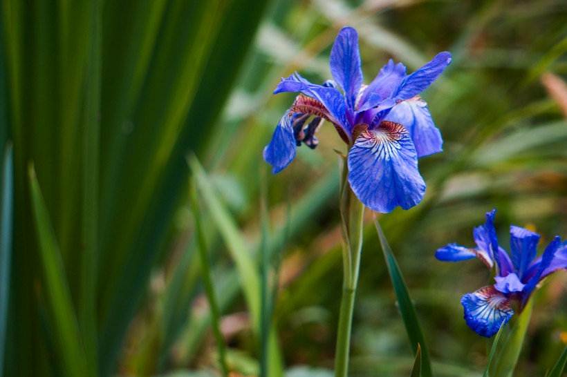 藍(lán)色鳶尾花圖片