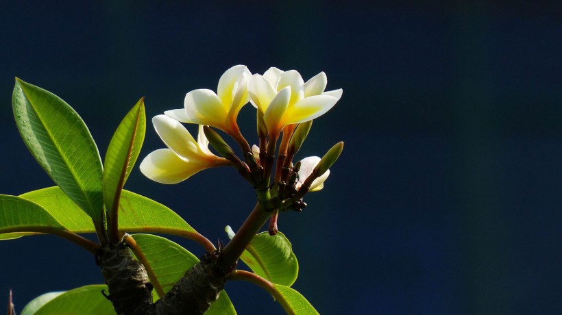 黃色雞蛋花圖片