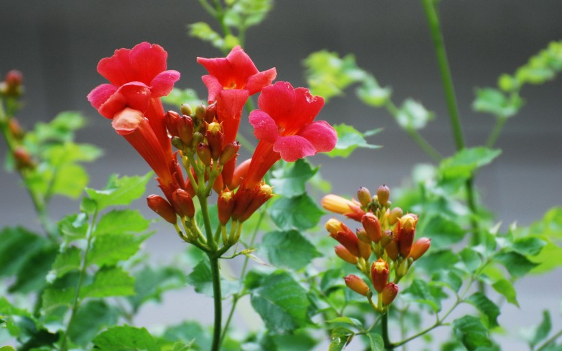 凌霄花图片