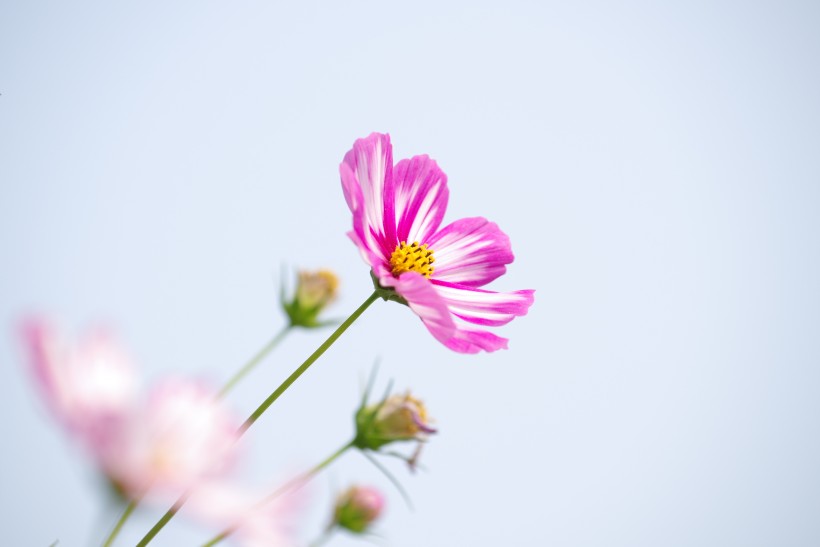 清纯淡雅格桑花图片