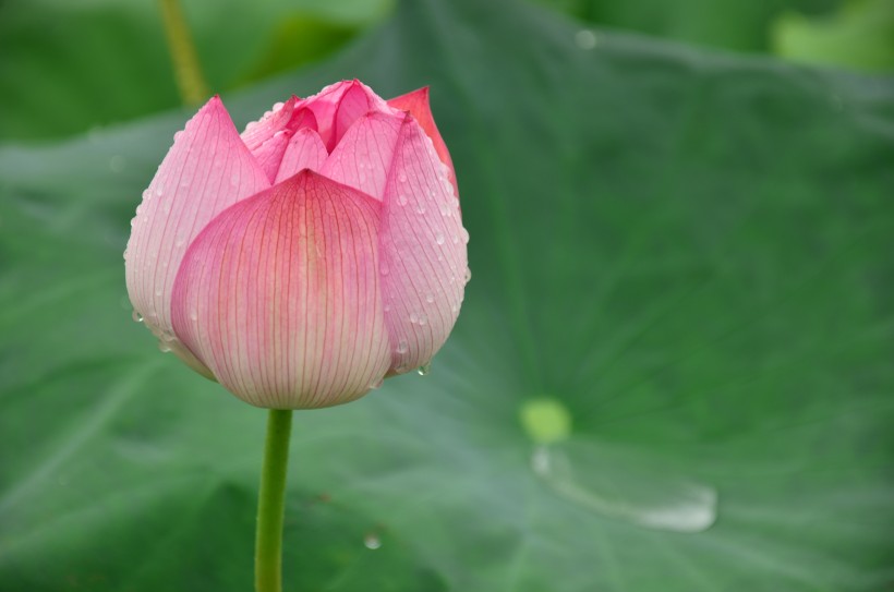 雨后荷花图片