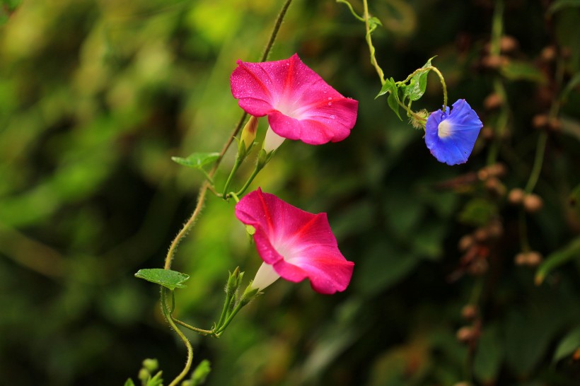 五彩斑斓牵牛花图片