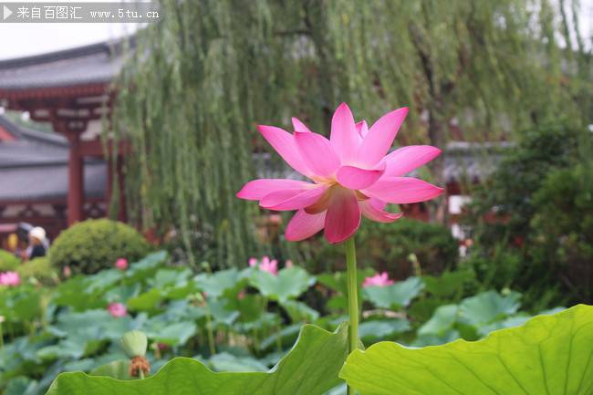 夏季公園荷花美景圖片