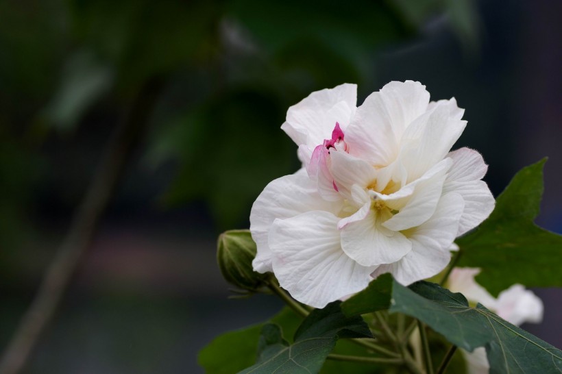 白色和粉色的芙蓉花图片