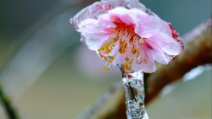 冰晶梅花图片