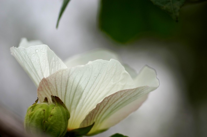 白色和粉色的芙蓉花图片