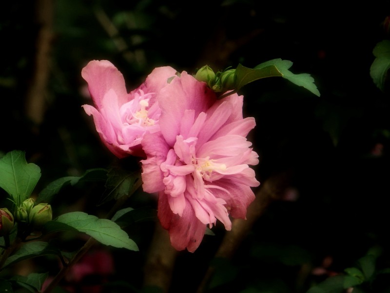 粉色木槿花图片