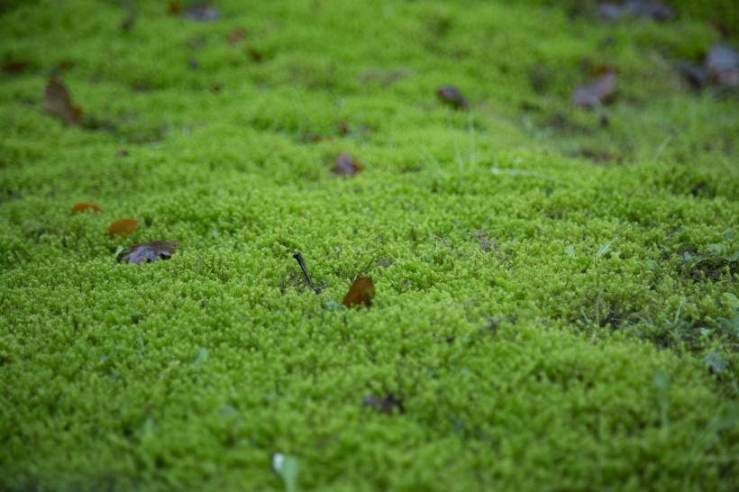 绿色的苔藓图片