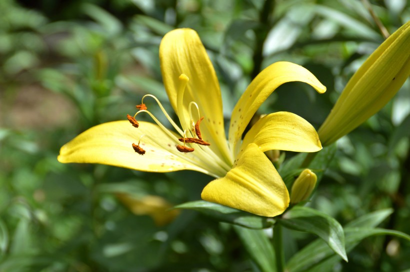 百合花图片