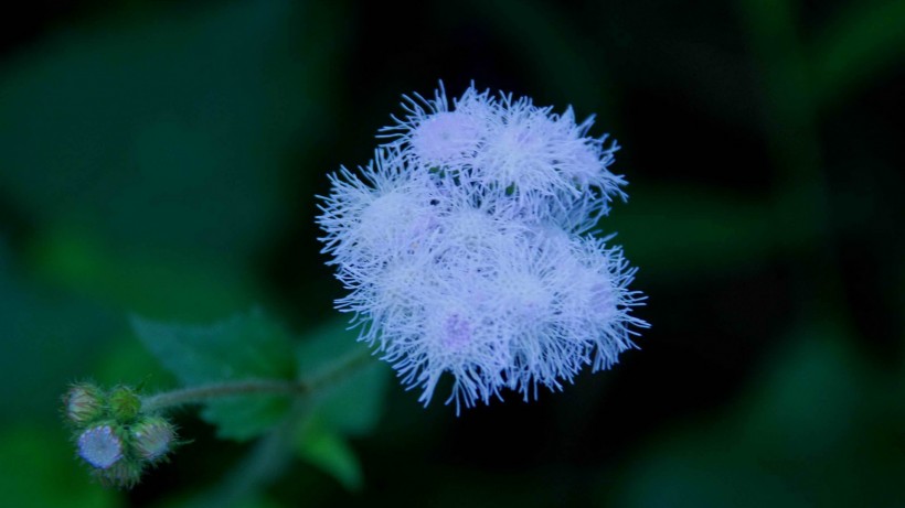 霍香蓟花卉图片