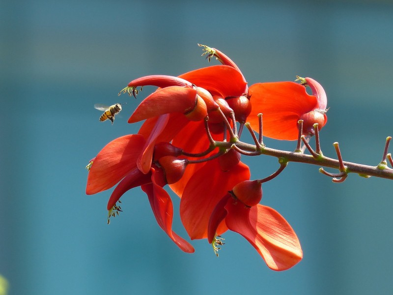 刺桐花圖片