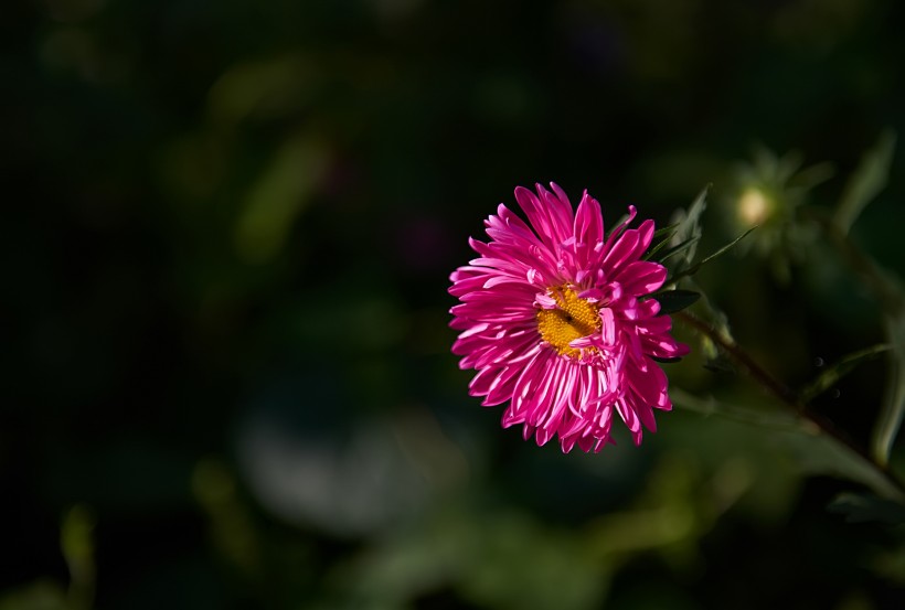 淡雅千日菊花卉图片