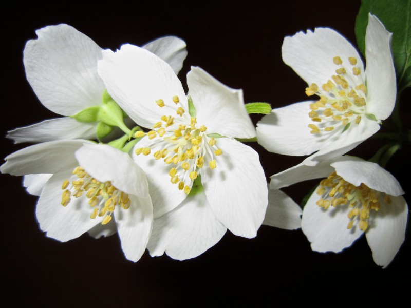 洁白无瑕的茉莉花图片