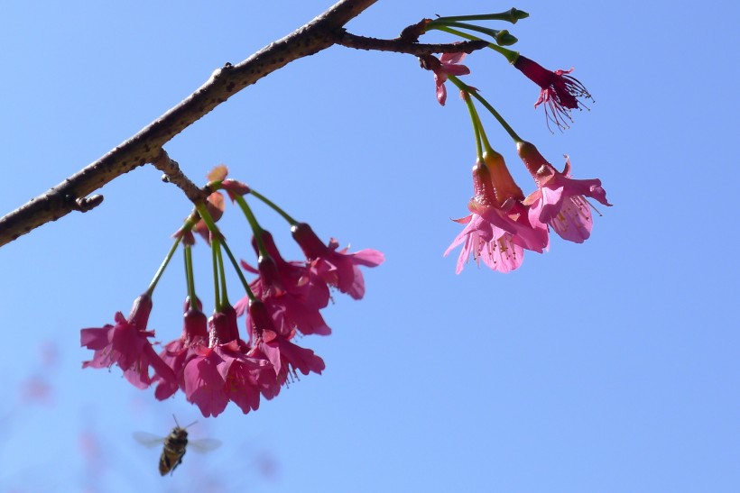 粉色樱花图片