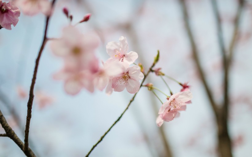 粉色的樱花图片