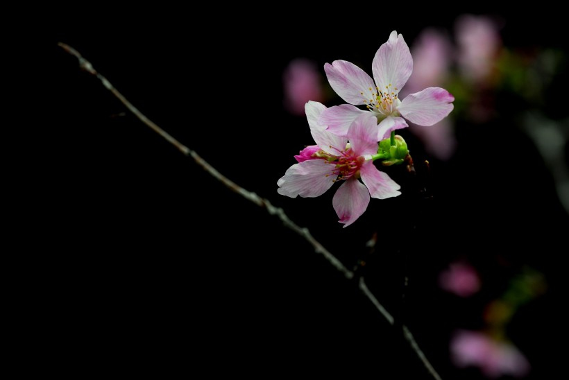 美艷櫻花圖片