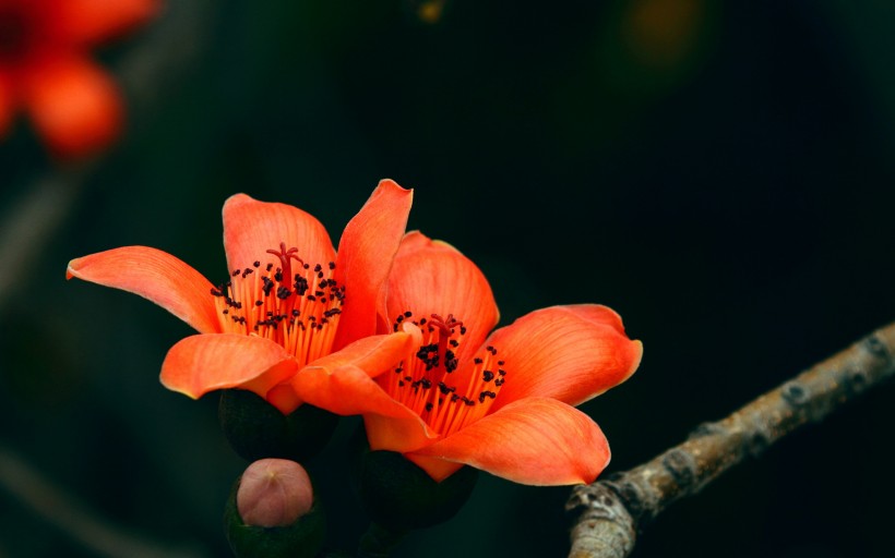 木棉花图片