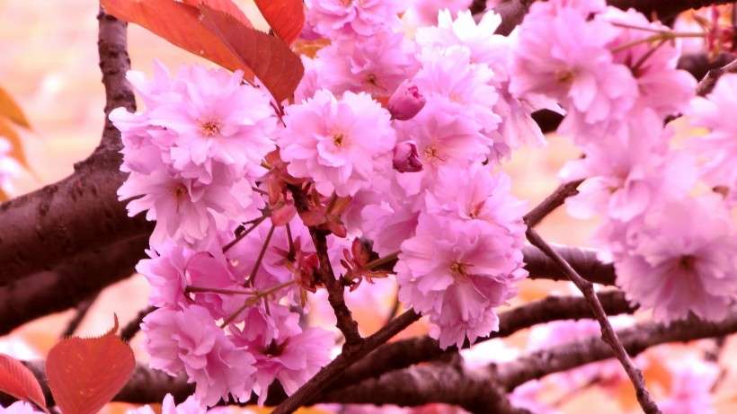 绚烂的粉色樱花图片