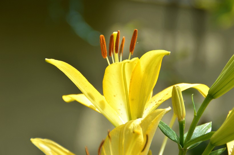 百合花图片