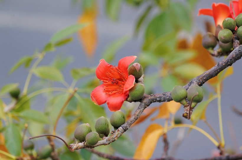 紅色木棉花圖片