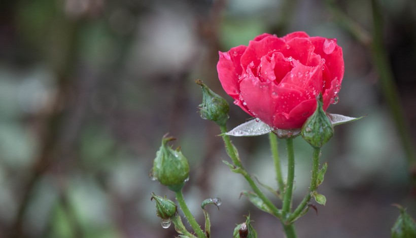 雨中月季花图片