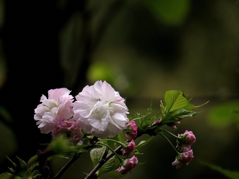 典雅芬芳的櫻花圖片