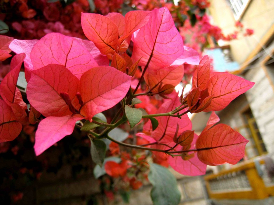 三角梅鲜艳花瓣特写图片