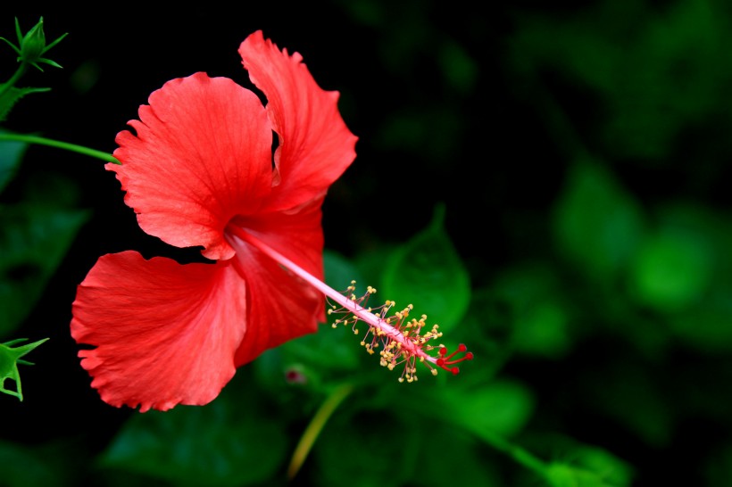 艳丽扶桑花图片