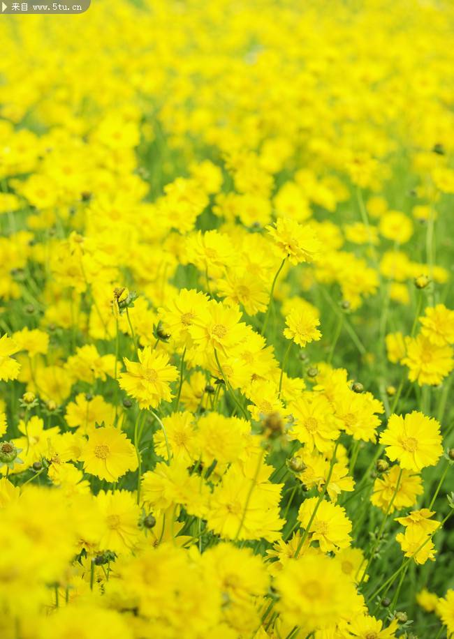 唯美的野菊花圖片賞析