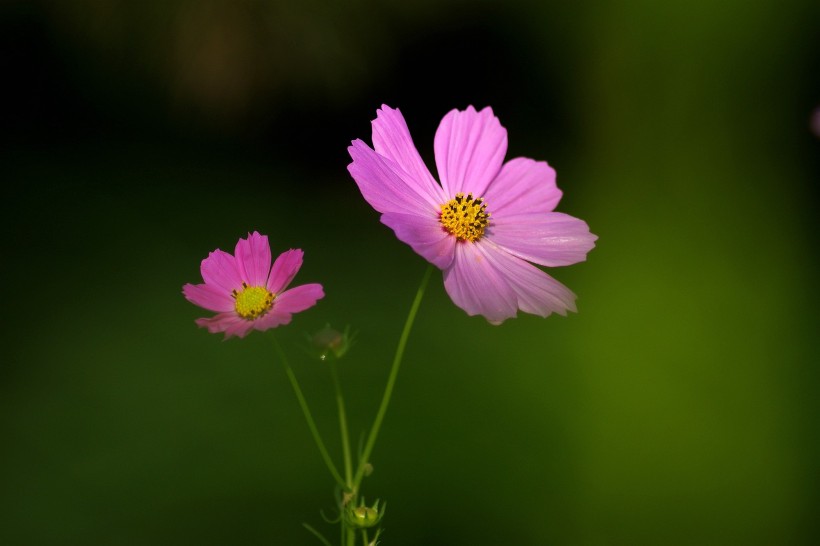 唯美粉色和白色波斯菊?qǐng)D片