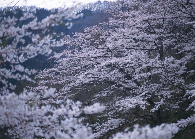 梅花圖片