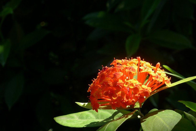 繡球花圖片