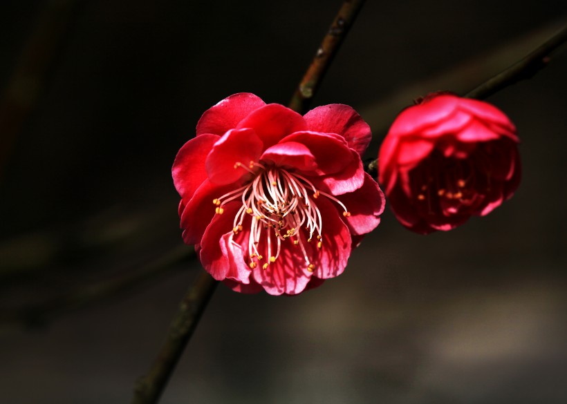 灿烂的梅花图片