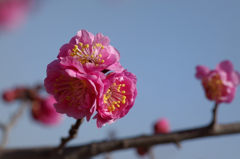 粉色梅花图片