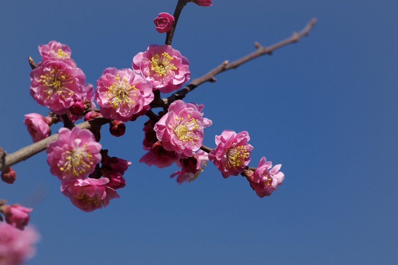 粉色梅花图片