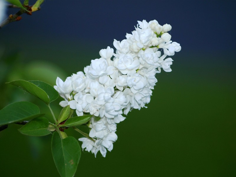 丁香花的特写图片