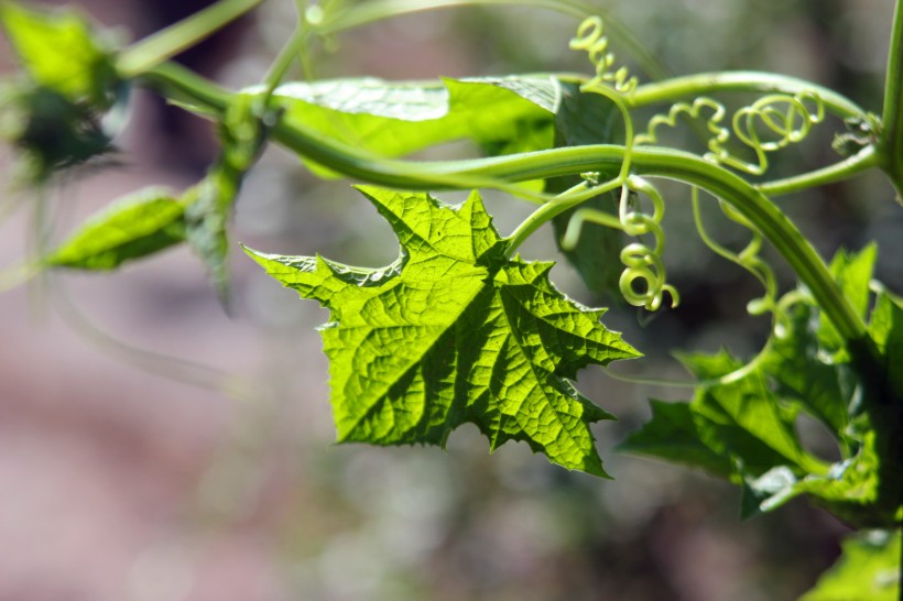 藤蔓植物圖片