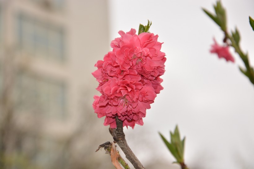 紅色桃花圖片