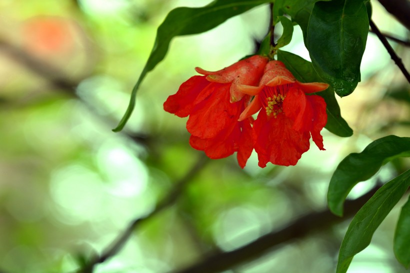 石榴花圖片