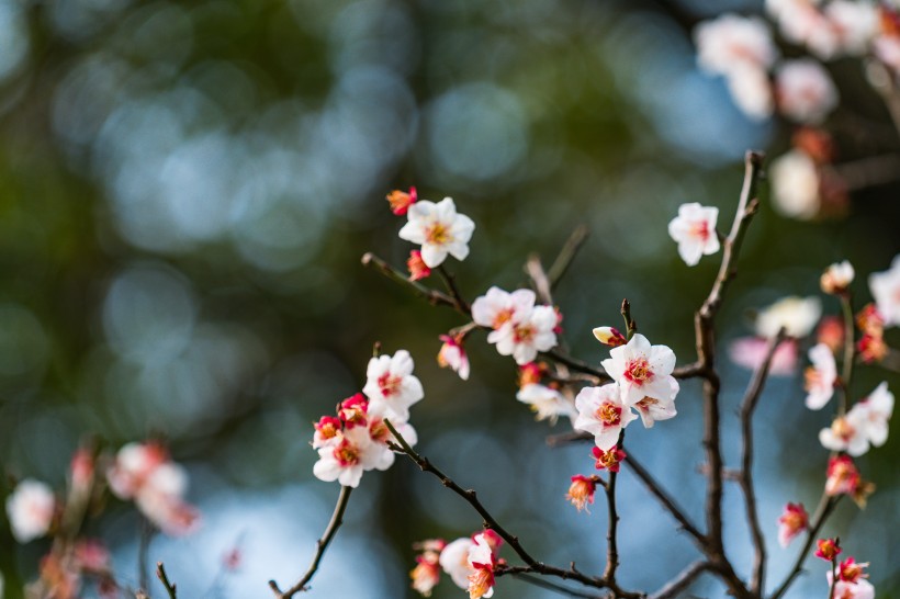 熱鬧開放的梅花圖片