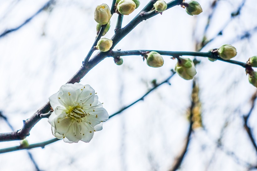 白色和粉色的梅花图片